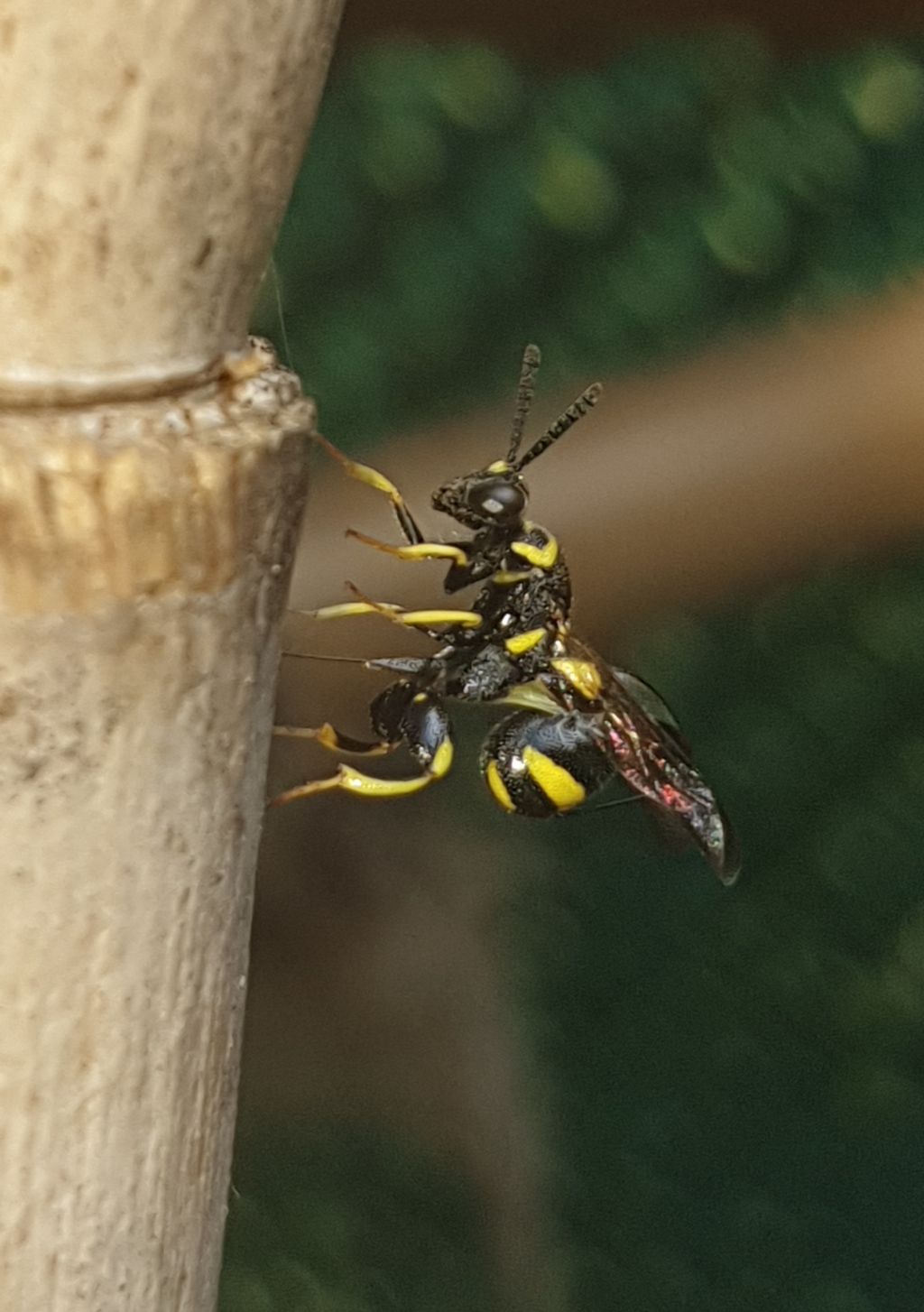 Leucospidae che attenzionano un nido di Isodontia mexicana